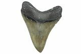 Serrated, Fossil Megalodon Tooth - North Carolina #343419-1